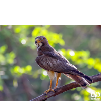 گونه سارگپه چشم سفید White-eyed Buzzard